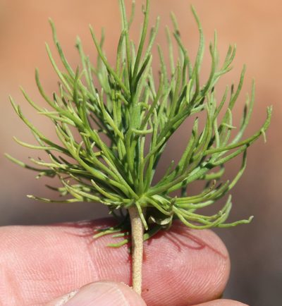 Eriospermum multifidum, photographed by Tony Rebelo