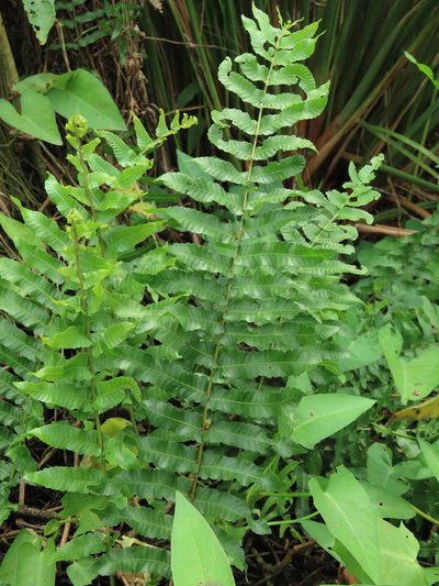 Ampelopteris prolifera, photographed by chiuluan