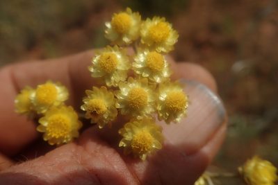 Helichrysum chrysargyrum, photographed by Jimmy Whatmore