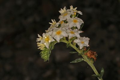 Euploca polyphylla, photographed by Judy Gallagher