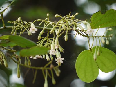 Piliostigma malabaricum, photographed by Dinesh Valke