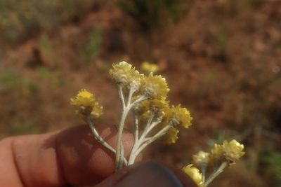 Helichrysum chrysargyrum, photographed by Jimmy Whatmore