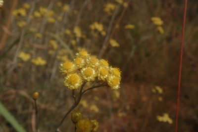 Helichrysum chrysargyrum, photographed by Jimmy Whatmore