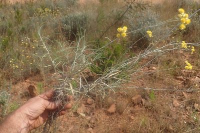 Helichrysum chrysargyrum, photographed by Jimmy Whatmore
