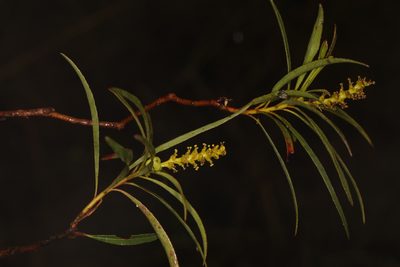 Stillingia aquatica, photographed by Judy Gallagher
