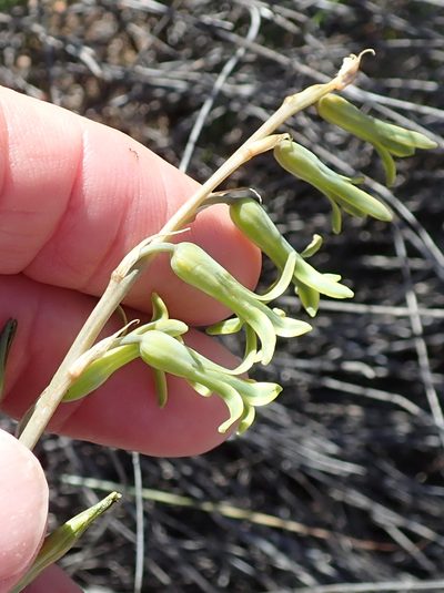 Dipcadi brevifolium, photographed by Peter Warren