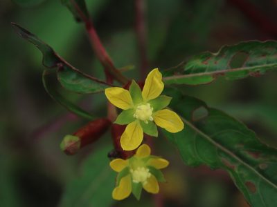 Ludwigia erecta, photographed by chiuluan