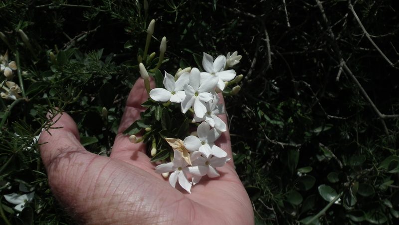 Jasminum angulare, photographed by Shaun Swanepoel