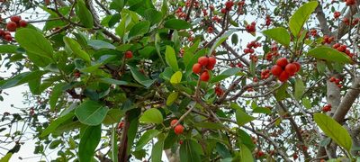 Ficus benghalensis, photographed by P Jeganathan