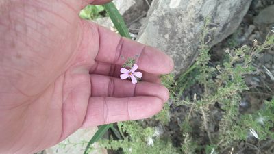 Jamesbrittenia phlogiflora, photographed by Shaun Swanepoel