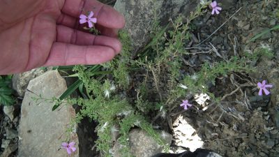 Jamesbrittenia phlogiflora, photographed by Shaun Swanepoel