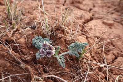 Vesper purpurascens, photographed by Jacob Friend
