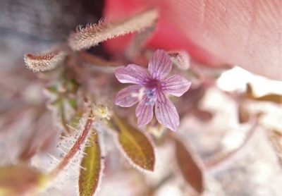 Allophyllum gilioides, photographed by Millie Basden