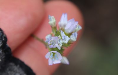 Gilia angelensis, photographed by Millie Basden