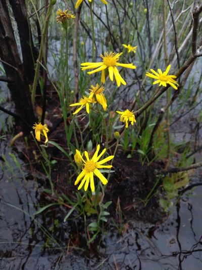 Pityopsis oligantha, photographed by Scott Ward