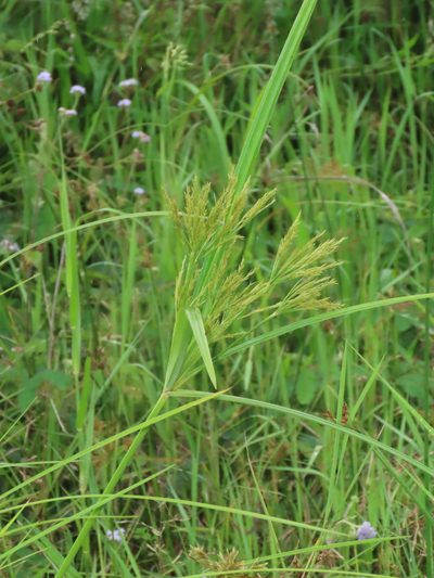 Cyperus nutans, photographed by chiuluan