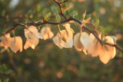 Bougainvillea campanulata, photographed by Patricio Cowper Coles