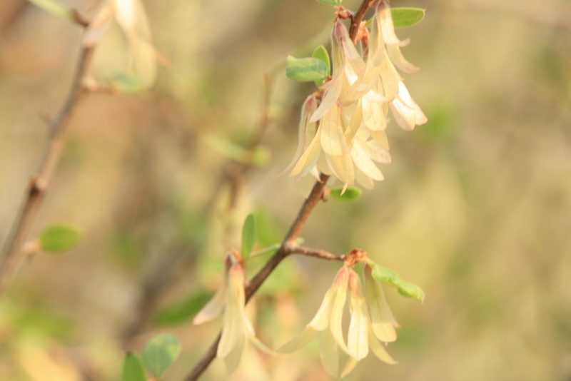 Salta triflora, photographed by Patricio Cowper Coles