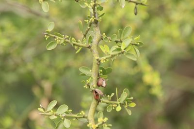 Maytenus spinosa, photographed by Patricio Cowper Coles