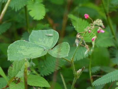 Pseudarthria viscida, photographed by Dinesh Valke