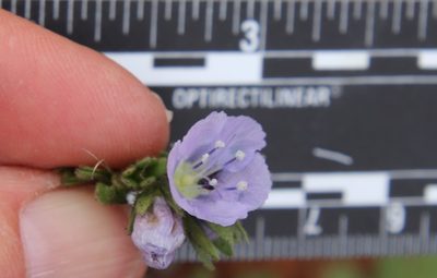 Phacelia ciliata, photographed by Millie Basden