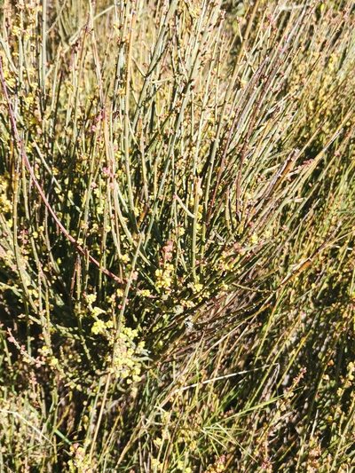 Ephedra nebrodensis, photographed by Roland Godon