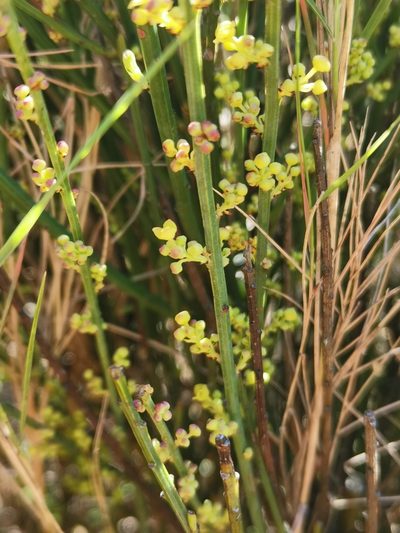 Ephedra nebrodensis, photographed by Roland Godon