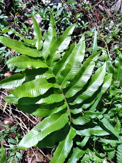 Meniscium serratum, photographed by Scott Ward