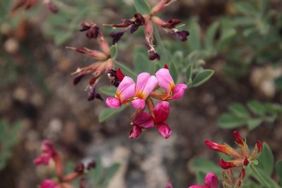 Acmispon grandiflorus, photographed by Millie Basden