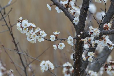 Prunus armeniaca, photographed by Olena V. Vakarenko