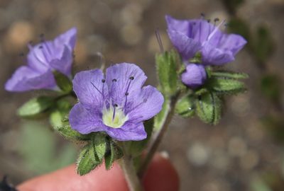Phacelia ciliata, photographed by Millie Basden