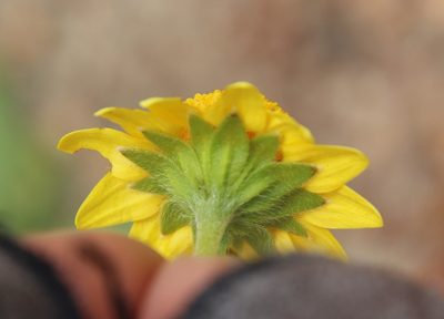 Lasthenia gracilis, photographed by Millie Basden