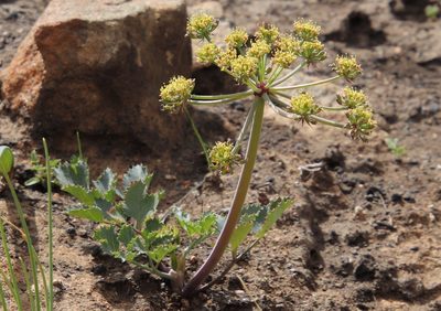 Lomatium lucidum, photographed by Millie Basden