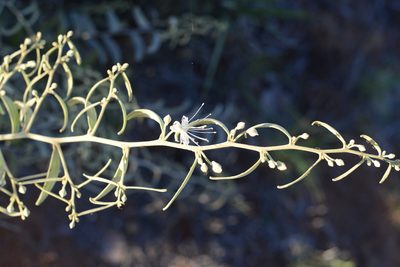 Capparis lasiantha, photographed by ronavery