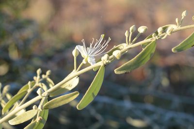 Capparis lasiantha, photographed by ronavery