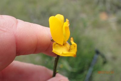 Melolobium alpinum, photographed by Peter Warren