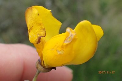 Melolobium alpinum, photographed by Peter Warren