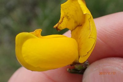 Melolobium alpinum, photographed by Peter Warren
