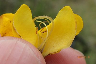 Melolobium alpinum, photographed by Peter Warren