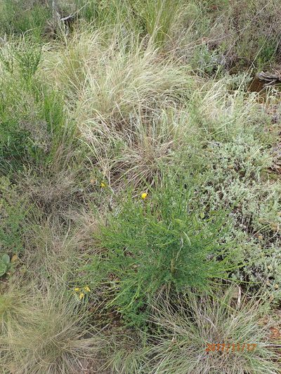 Melolobium alpinum, photographed by Peter Warren