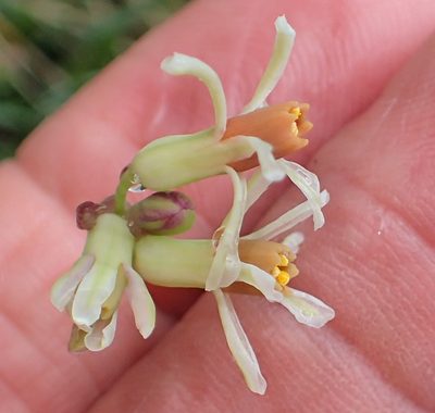 Tulbaghia leucantha, photographed by Peter Warren