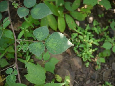 Pseudarthria viscida, photographed by Dinesh Valke