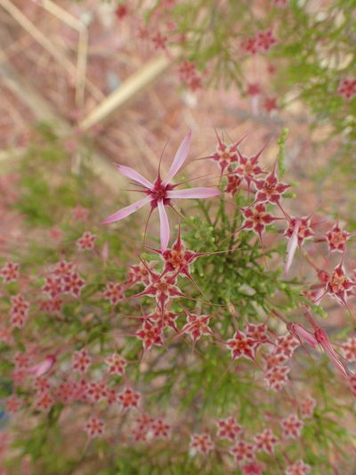 Calytrix exstipulata, photographed by ronavery