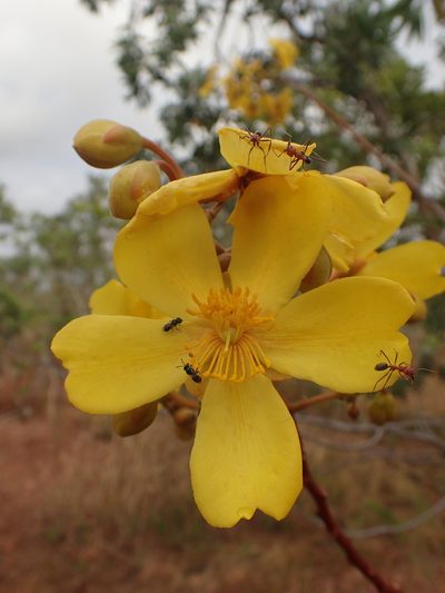 Cochlospermum fraseri, photographed by ronavery