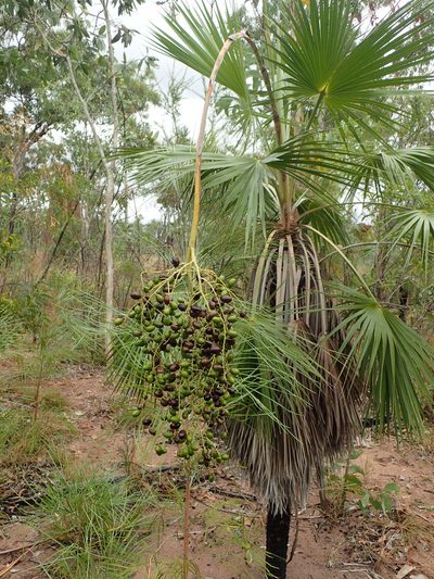 Livistona humilis, photographed by ronavery