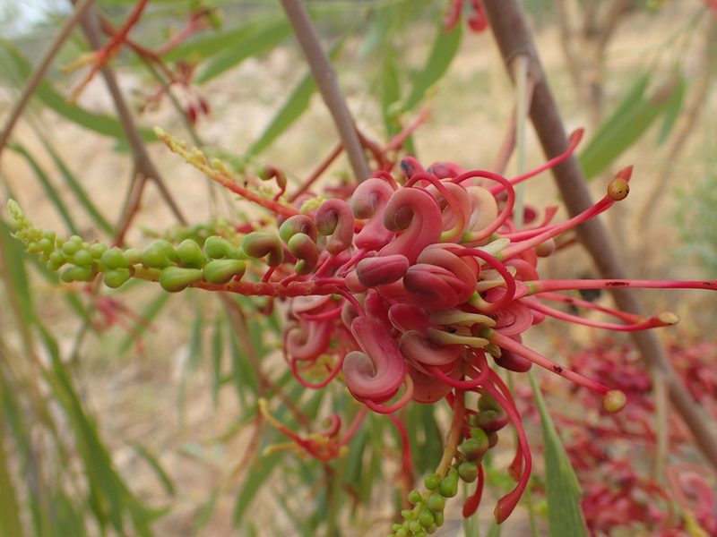 Grevillea heliosperma, photographed by ronavery