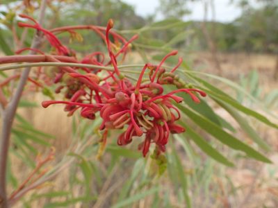 Grevillea heliosperma, photographed by ronavery