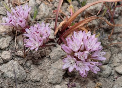 Allium cratericola