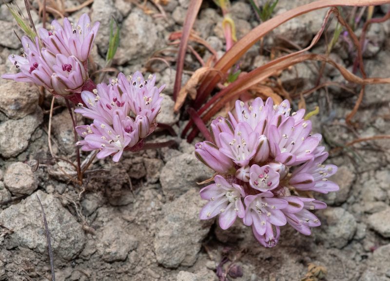 Allium cratericola, photographed by Don Loarie