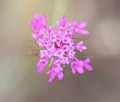 Scabiosa tenuis, photographed by Kostas Zontanos